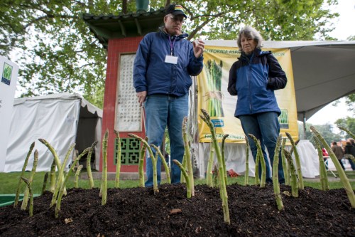 Ellen at Stockton Asparagus Festival, Stockton, CA