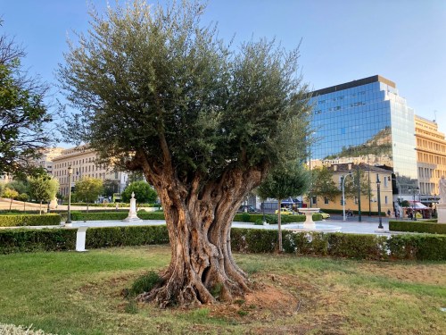 700 year-old olive tree, Athens