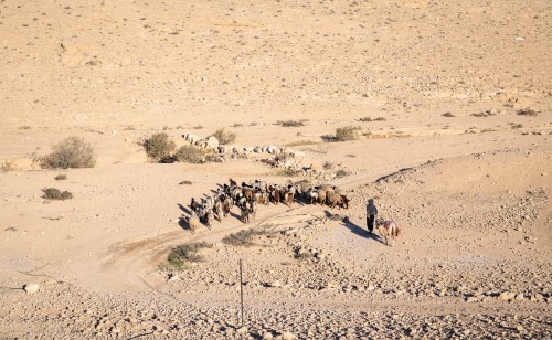 Bedouin sheepherder, Negev Desert